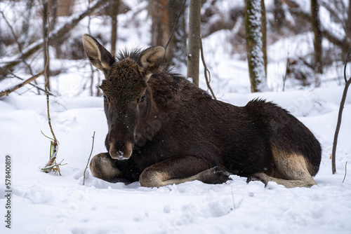 close up of cute elk calf lying in a snowdrift and having rest in winter forest 