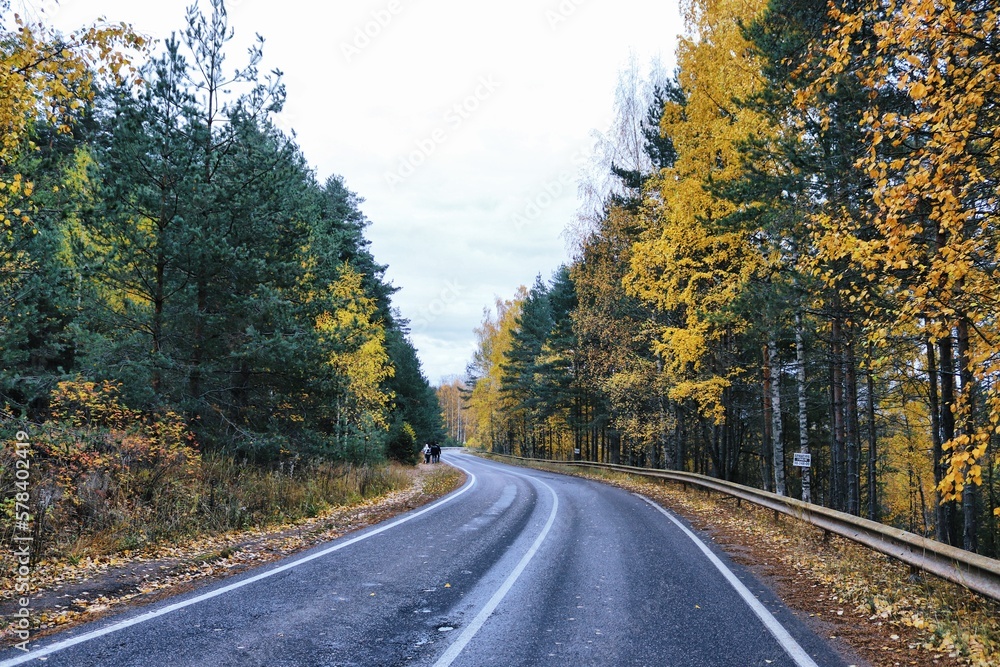 Fototapeta premium road in autumn forest