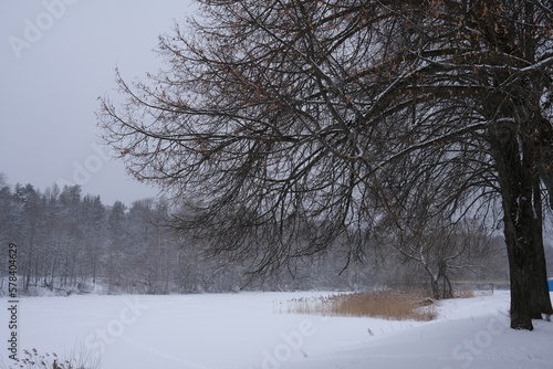 Wallpaper Mural a bare tree on the shore of a snowy winter lake Torontodigital.ca
