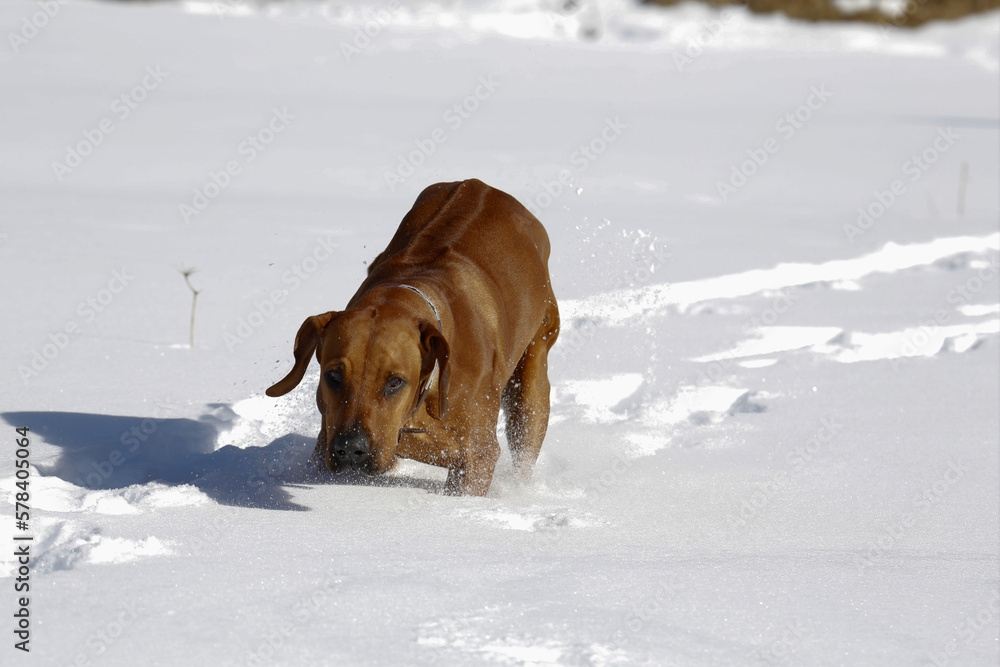 Cucciolo di Rhodesian Ridgeback che cammina nella neve alta. Gimillan, Val d'Aosta. Italia