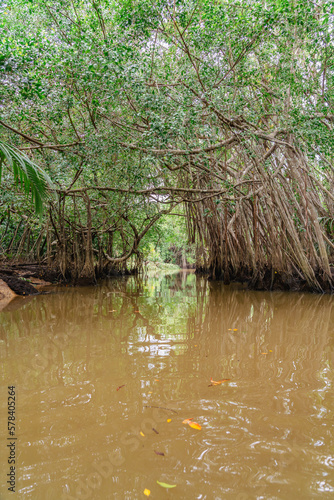 Sang Nae Canal - Banyan Tree and Mangrove forest in Phang Nga, Thailand photo