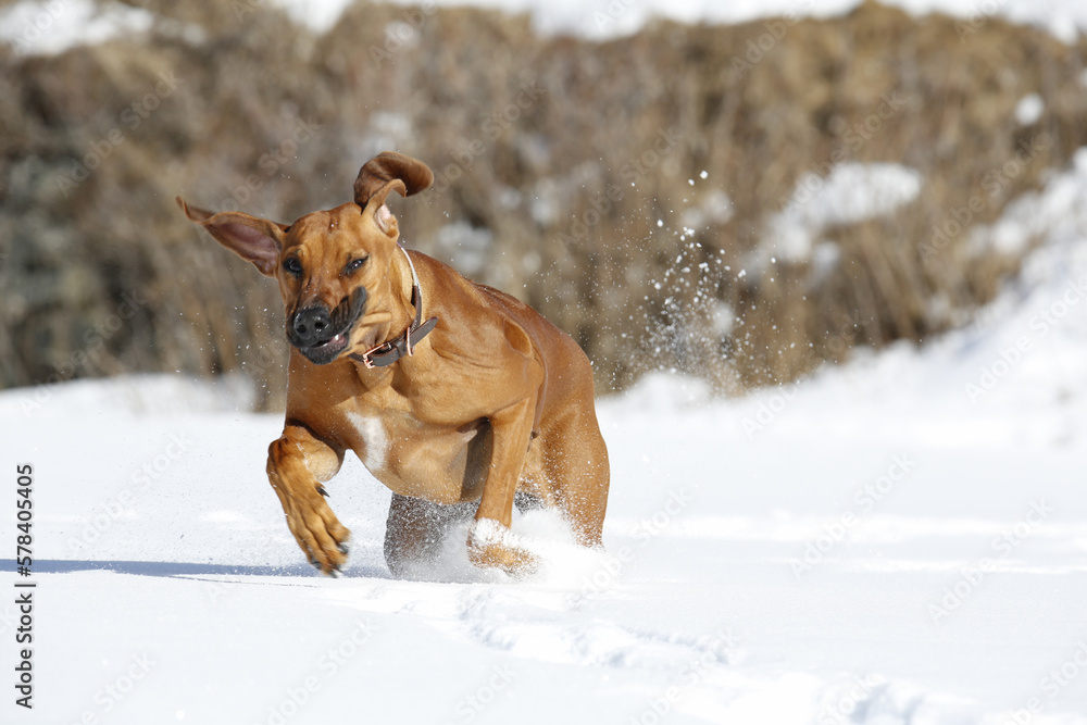 Cucciolo di Rhodesian Ridgeback che corre sulla neve. Gimillan, Val d'Aosta. Italia