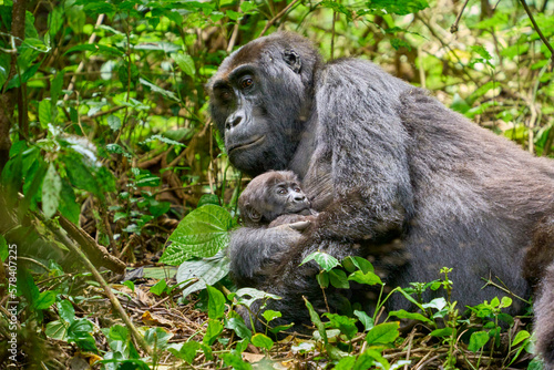 Baby gorilla and mother in the wild, Kahuzi-Biega National Park, DR Congo © Adrian Solumsmo