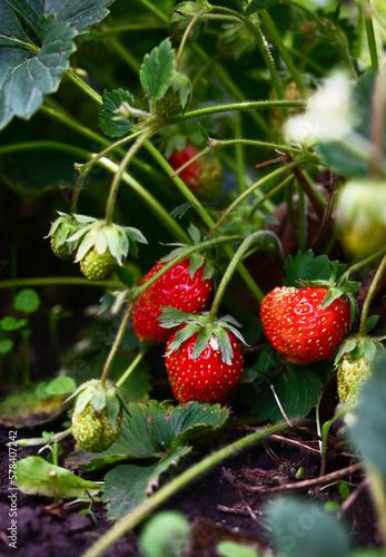 Fresh homegrown strawberries in bowl between strawberry bushes. Ripe red berries picked in home garden. Summer fruits vivid colorful background