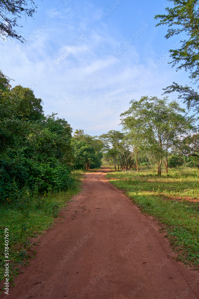 A path in Ziwa Rhino Sanctuary, Uganda