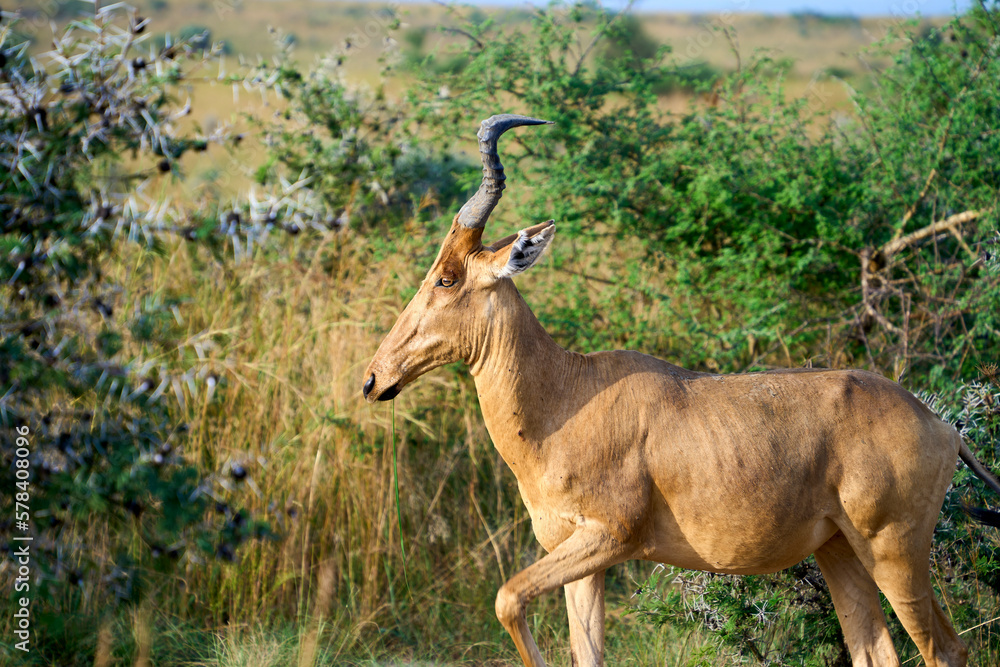 Lonely Hartebeest in Murchison Falls National Park, Uganda Lonely Hartebeest in Murchison Falls National Park, Uganda