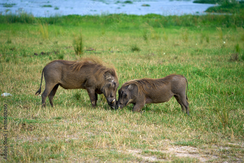 Two warthogs getting acquainted at Murchison Falls National Park Two warthogs getting acquainted at Murchison Falls National Park