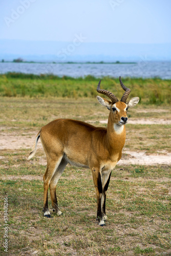 Ugandan Kob  in Murchison Falls National Park