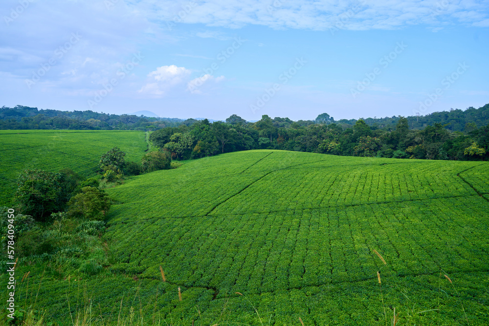Tea plantation in the hills of rural Uganda