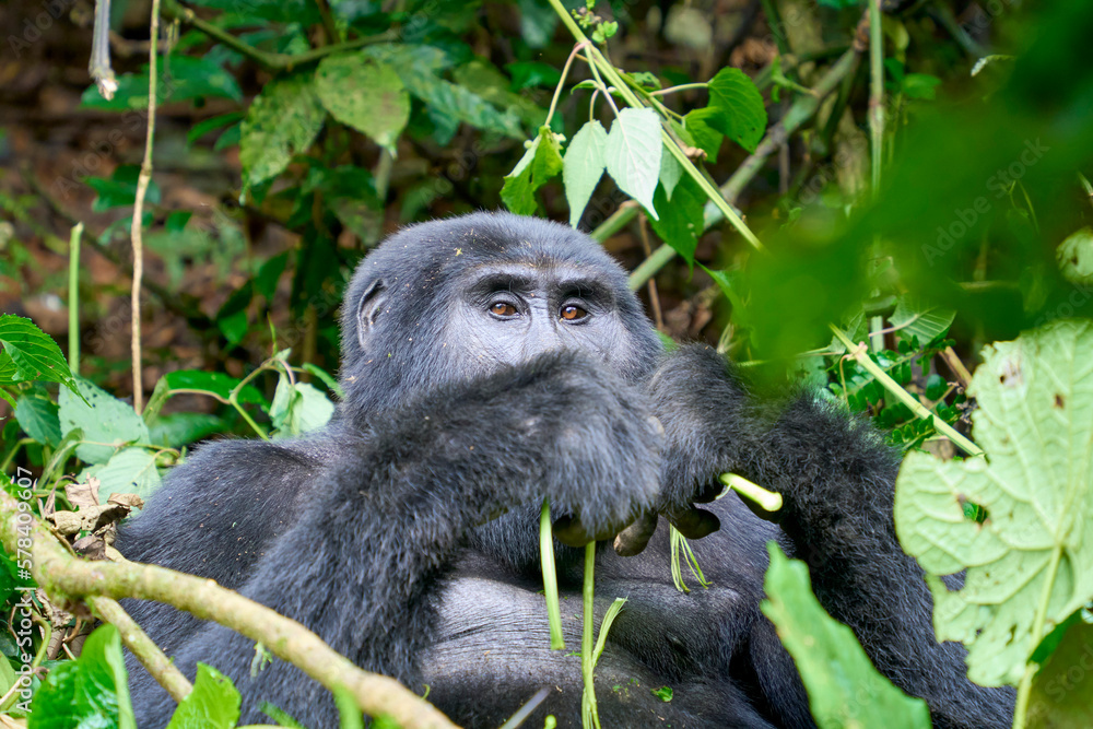 Obraz premium Adult silverback mountain gorilla in the wild, Bwindi National Park, Uganda