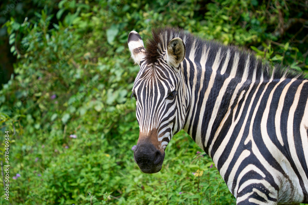 A close-up of a Zebra, Lake Bunyonyi, Uganda A close-up of a Zebra, Lake Bunyonyi, Uganda