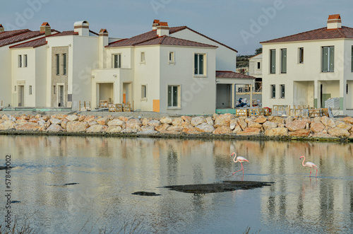 Greater Flamingos at Alacati Wetlands in spring (Cesme, Izmir province, Turkey) photo