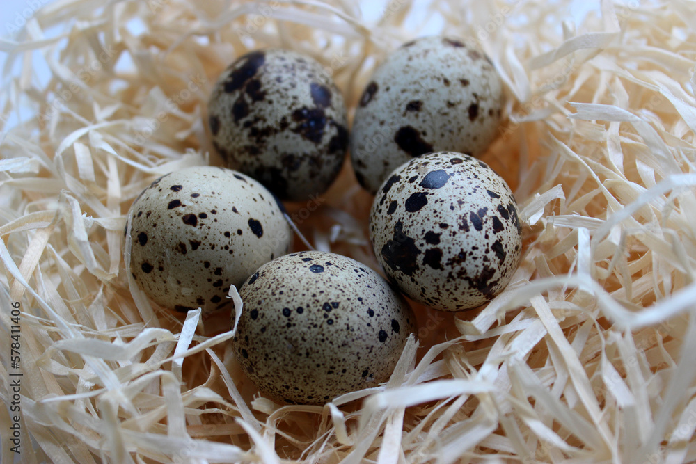 Obraz premium Closeup View Of Whole Quail Eggs In A Shavings Nest 