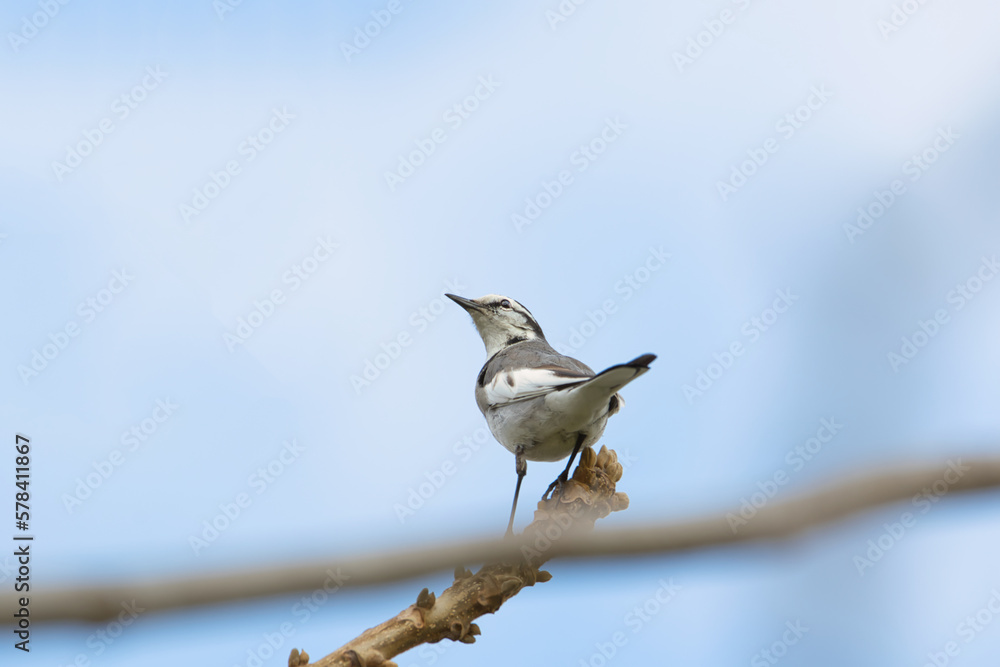 Obraz premium bird on a branch