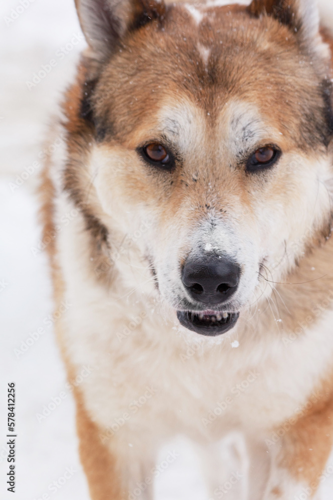 Dog winter portrait