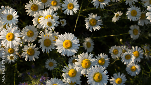 Chamomile is an odorless  very common herbaceous weed