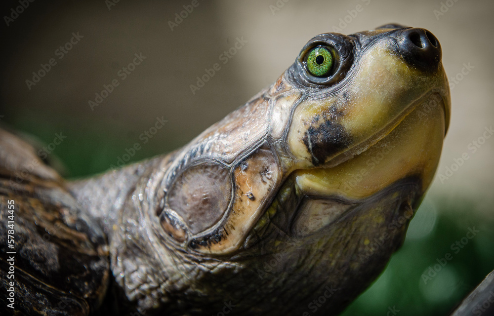 Charapa turtle (Podocnemis cayennensis) Charapa turtle (Podocnemis cayennensis)