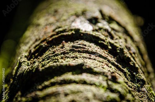 Close up of a tree