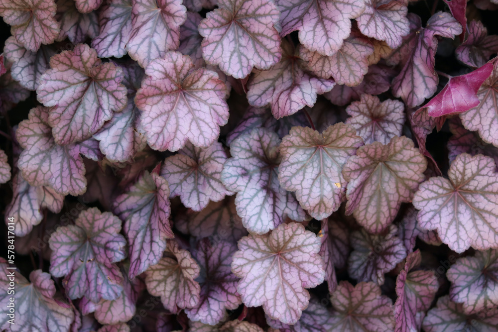 Full frame image of contrasting pink and grey heuchera leaves