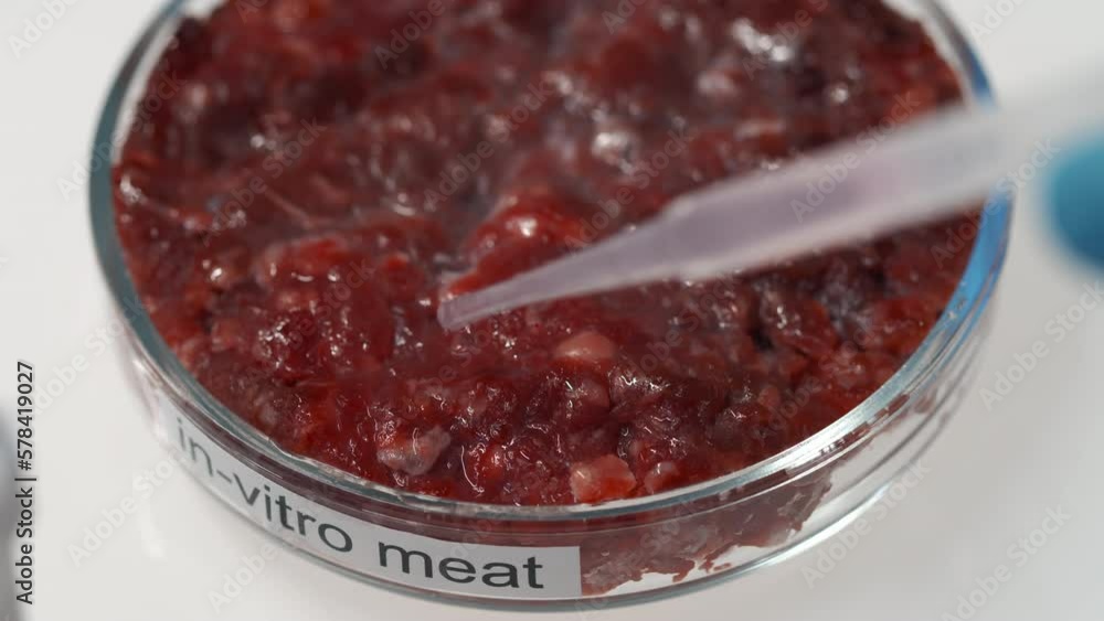 Part of raw lab-grown meat placed in petri dish and pipette dropping liquid substance on surface of synthetic product during new scientific experiment with in-vitro vegan food Part of raw lab-grown meat placed in petri dish and pipette dropping liquid substance on surface of synthetic product during new scientific experiment with in-vitro vegan food