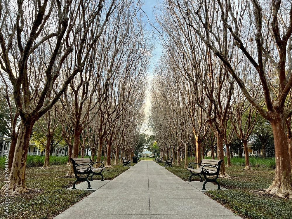 Obraz premium trees lining a walkway in the park