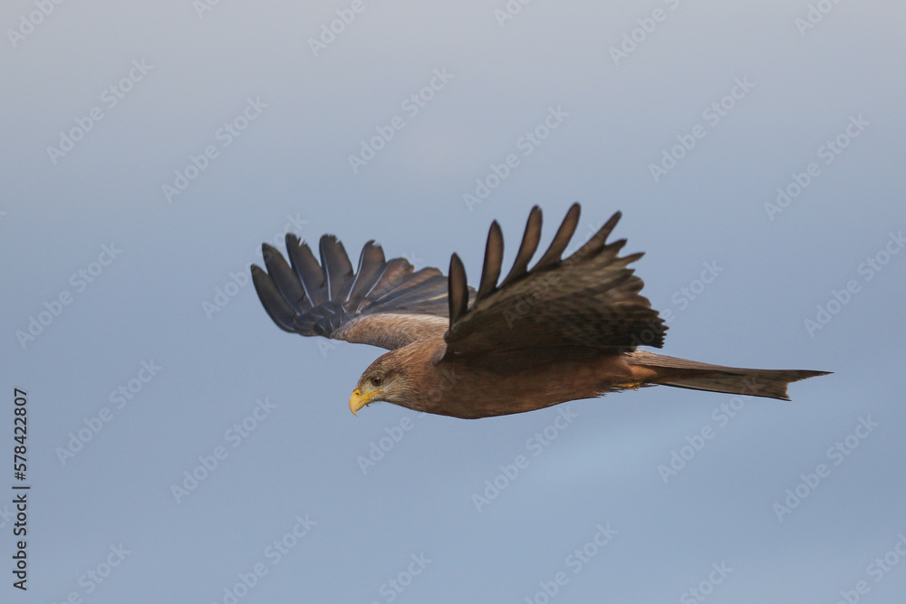 Obraz premium Kruger National Park, South Africa: