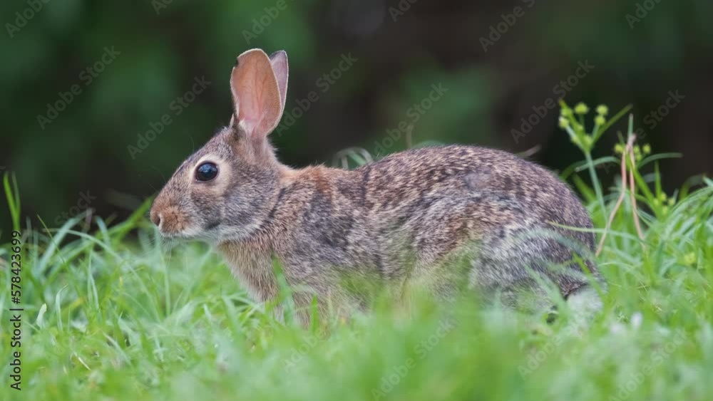 Grey small hare eating grass on summer field. Wild rabbit in nature Grey small hare eating grass on summer field. Wild rabbit in nature