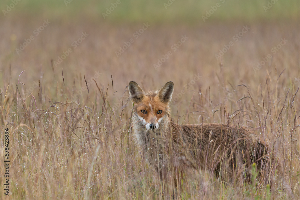 Fototapeta premium Fuchs inder Wiese