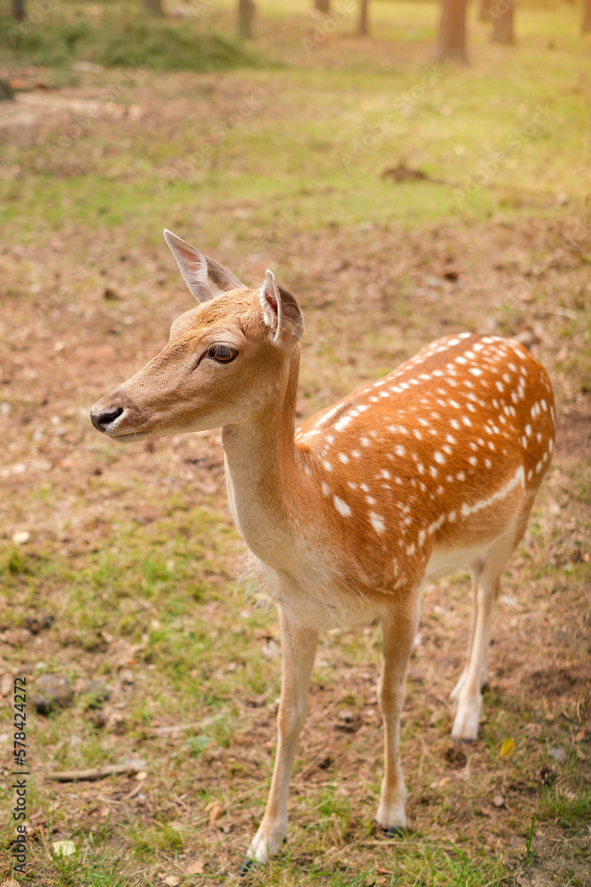 Young spotted deer in the forest thicket close-up Young spotted deer in the forest thicket close-up