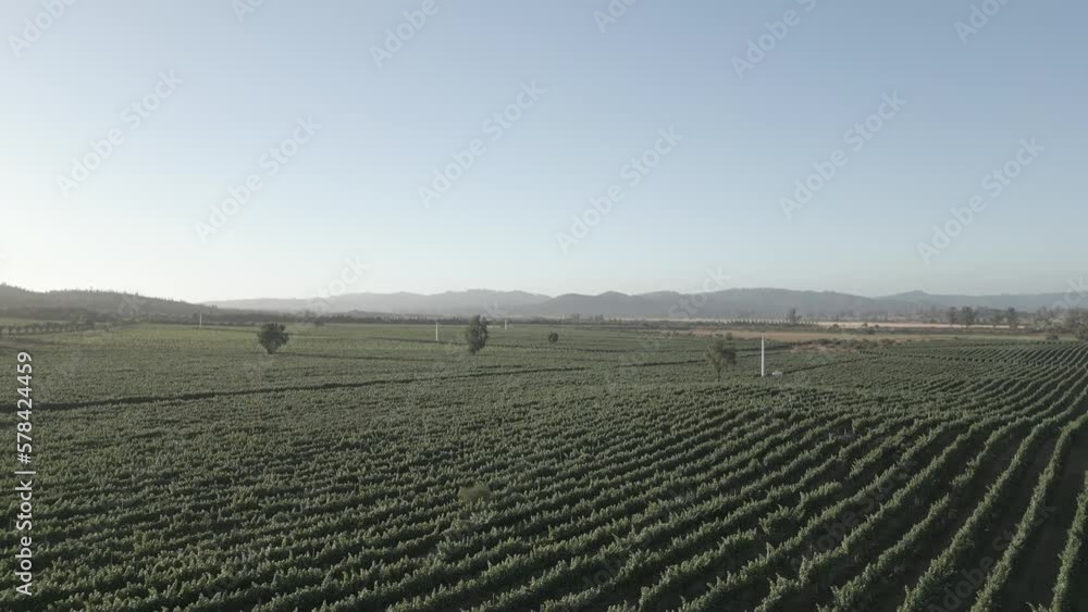Sunset in vineyard filmed with drone in 4k 60p Sunset in vineyard filmed with drone in 4k 60p