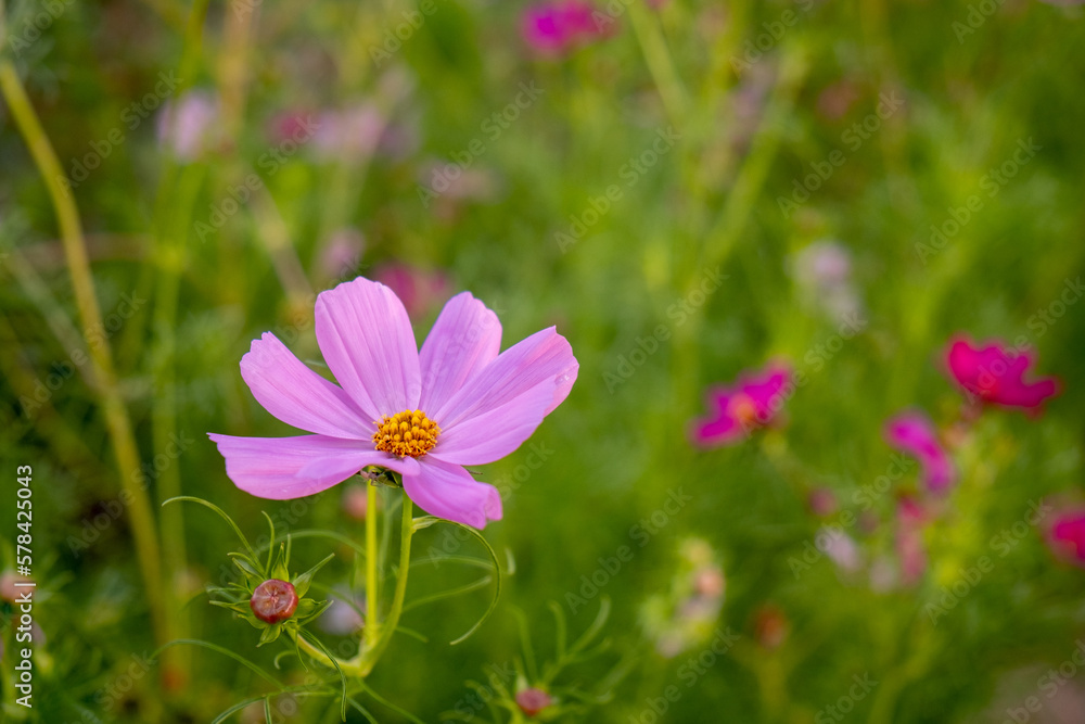 Colorado wildflowers