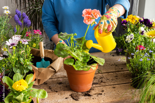 Spring decoration of a home balcony or terrace with flowers, woman transplanting a flower geranium into a clay pot, home gardening and hobbies, biophilic design