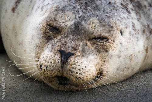 2023-02-21 CLOSE UP OF A SPOTTED GRAY SEAL SLEEPING IN THE SAND AT THE CHILDRENS POOL IN LA JOLLA CALIFORNIA