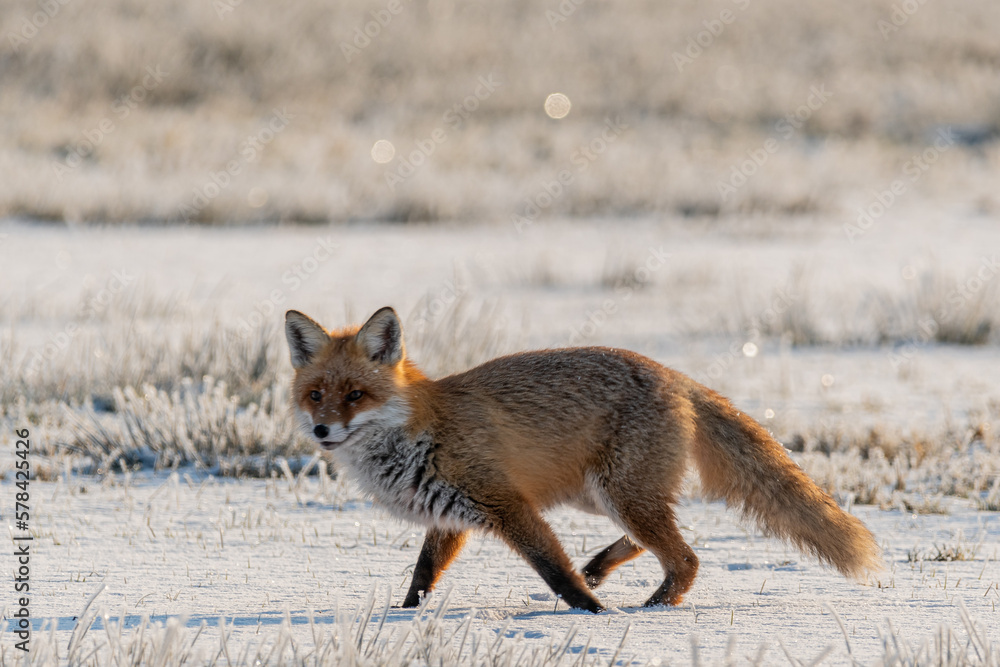 Fototapeta premium Winterfuchs