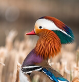 kolorowy portret kaczki mandarynki profil tęczowy