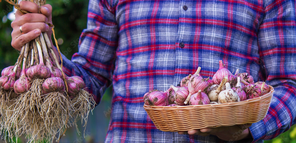 freshly picked garlic in the hands of a farmer.