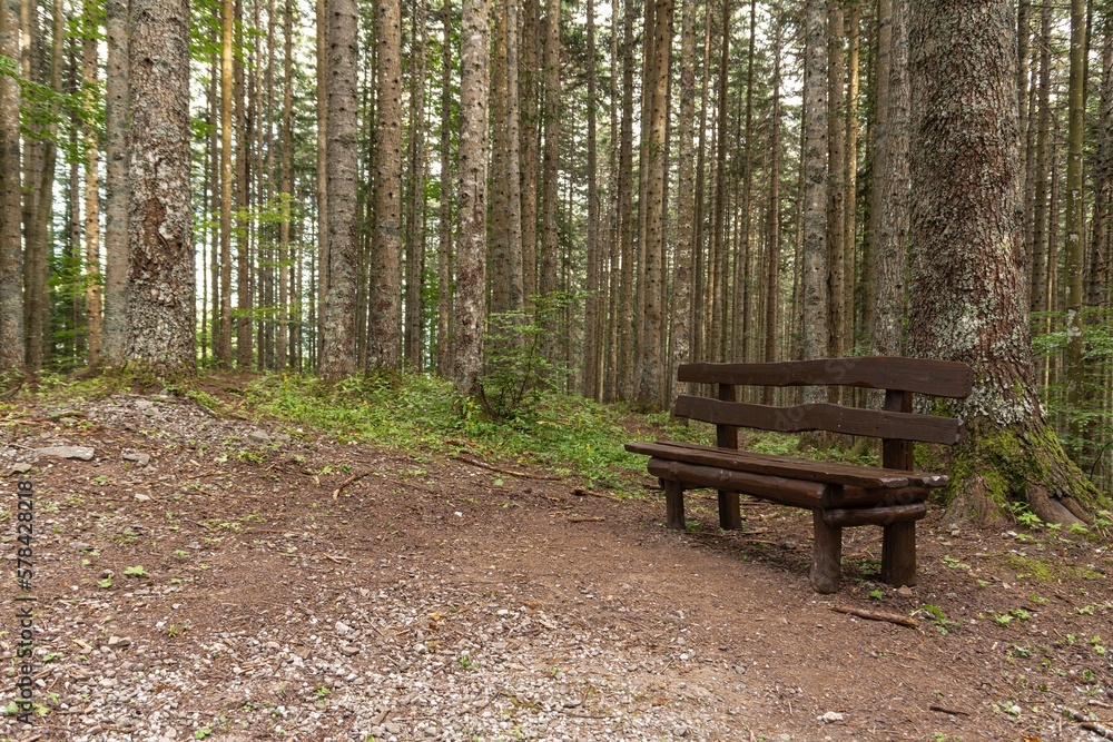 Lonely bench in a forest