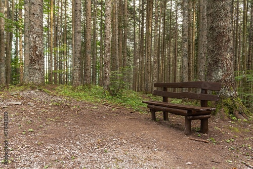 Lonely bench in a forest © giadophoto