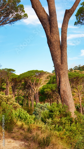 Forest on the slopes of Lions Head, Cape Town - Western Cape. Forest on the slopes of Lions Head - Cape Town, South Africa.