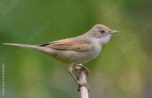 Common whitethroat (Curruca communis) posing on tiny branch with clear green background in summer