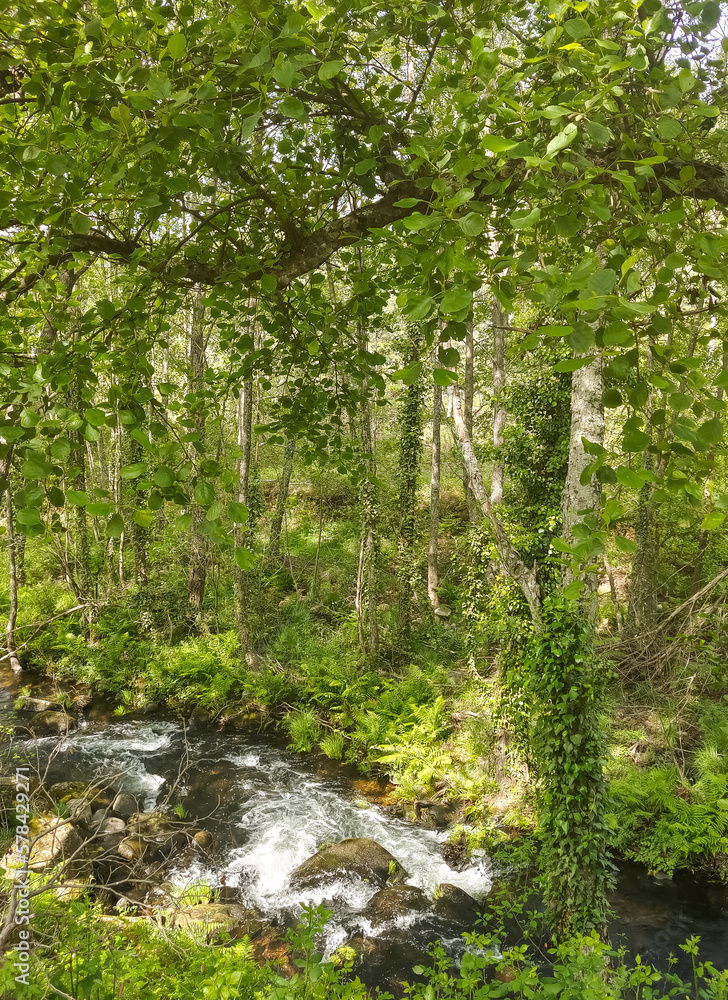 Obraz premium Trees in the mountains