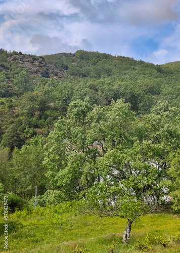 Trees in the mountains photo