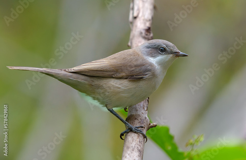 Lesser whitethroat (Curruca curruca) sitting and posing on some aged branch in overcast day 
