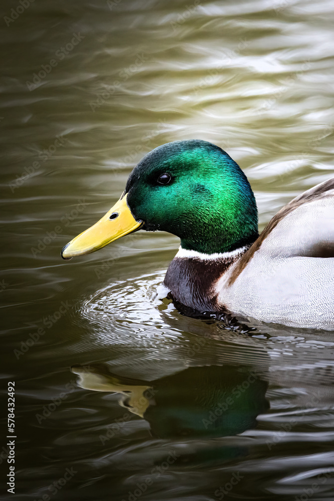 Obraz premium Beautiful colorful male mallard, duck, swims in pond, reflection in the water in Germany, Europe