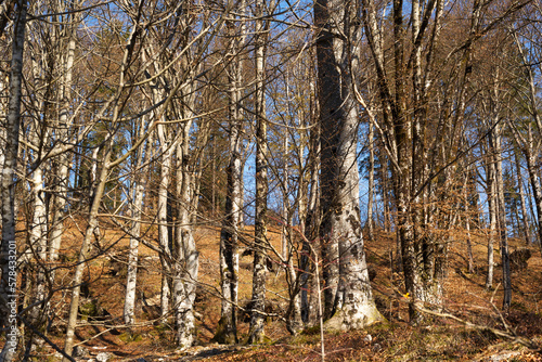 Wallpaper Mural Forest background. Dark forrest nature view Torontodigital.ca