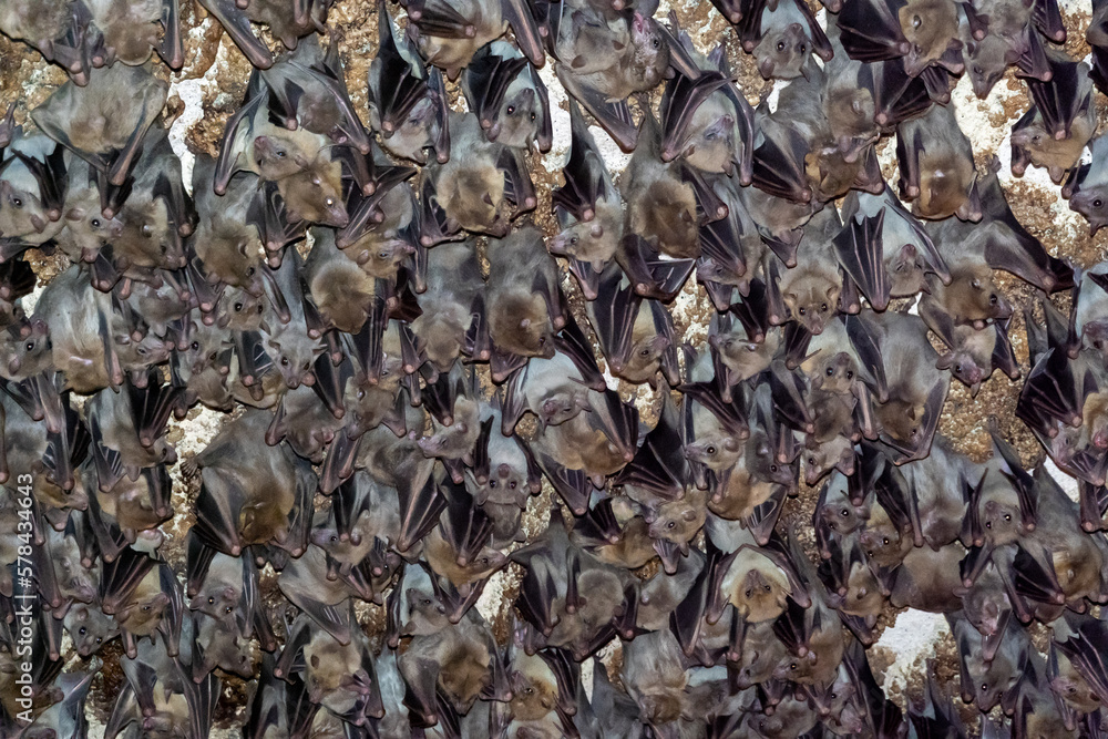 Background of many bats hanging upside down Background of many bats hanging upside down