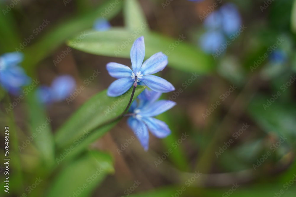 Blue scylla flowers in the early spring with slightly unfocused background. Selective focus Blue scylla flowers in the early spring with slightly unfocused background. Selective focus