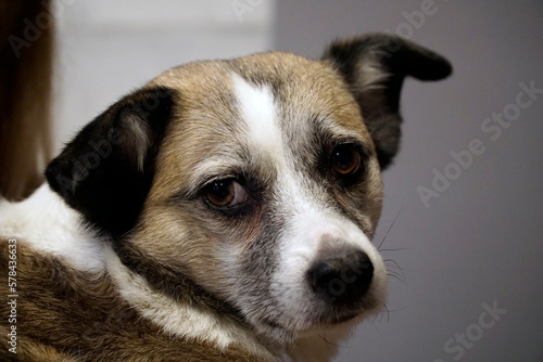 Brown and white mongrel dog looking into camera