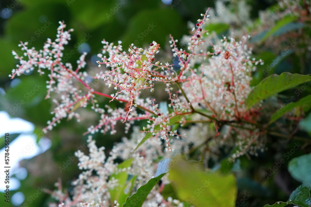 New Blossomed Flower During Springtime New Blossomed Flower During Springtime