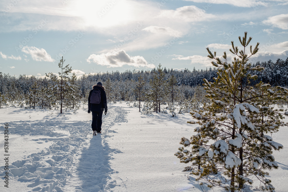 A snowy walk in nature trail in forest with a lot of snow in Kangari in March in Latvia